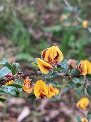 Pultenaea largiflorens