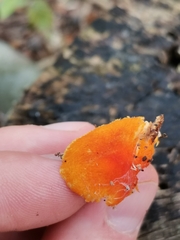 Pluteus aurantiorugosus