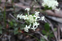 Pimelea humilis
