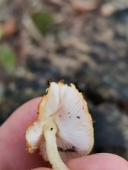 Pluteus aurantiorugosus