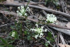 Pimelea humilis