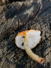 Pluteus aurantiorugosus