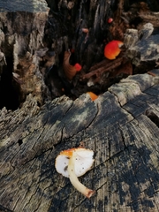 Pluteus aurantiorugosus