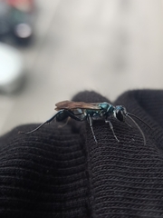 Chalybion bengalense