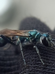 Chalybion bengalense