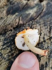 Pluteus aurantiorugosus