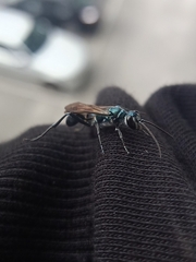 Chalybion bengalense