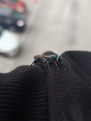 Chalybion bengalense