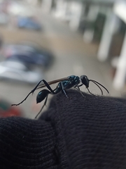 Chalybion bengalense