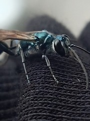 Chalybion bengalense