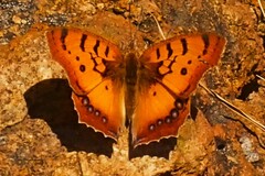 Catacroptera cloanthe