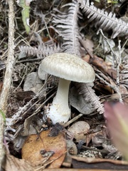 Amanita marmorata