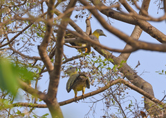 Treron phoenicopterus