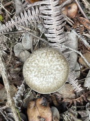 Amanita marmorata