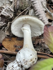 Amanita marmorata