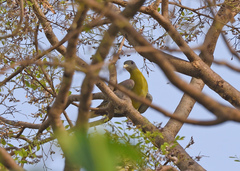Treron phoenicopterus