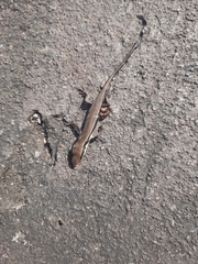 Eutropis longicaudata