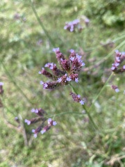 Verbena brasiliensis