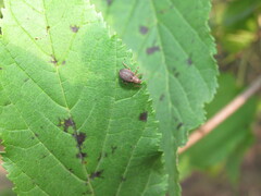 Strophosoma capitatum