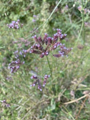 Verbena brasiliensis