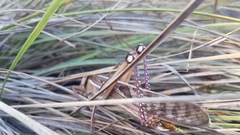 Nomadacris septemfasciata