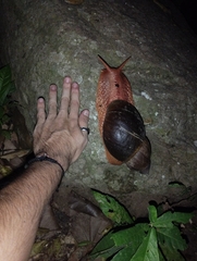 Megalobulimus popelairianus