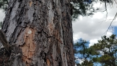 Nomadacris septemfasciata