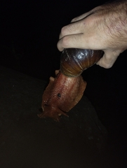 Megalobulimus popelairianus