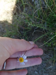 Felicia muricata