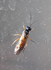 Apethymus filiformis