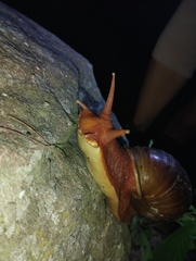 Megalobulimus popelairianus