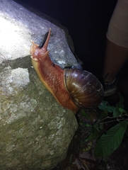 Megalobulimus popelairianus