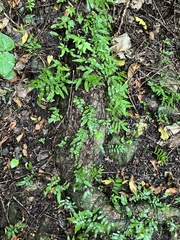 Arthropteris tenella