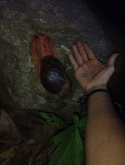 Megalobulimus popelairianus