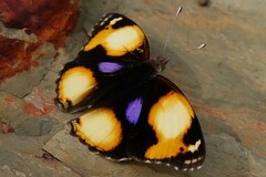 Junonia hierta cebrene