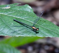 Austroargiolestes aureus