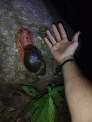 Megalobulimus popelairianus