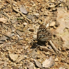 Hestina persimilis
