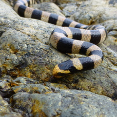 Laticauda saintgironsi