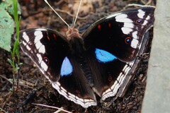 Junonia oenone oenone