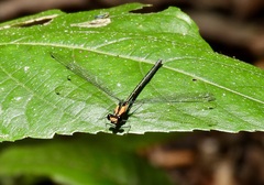 Austroargiolestes aureus