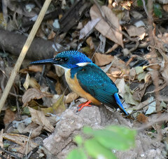 Alcedo semitorquata
