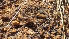 Eyprepocnemis smaragdipes