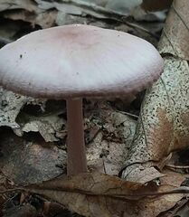 Mycena rosea