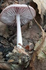 Mycena rosea