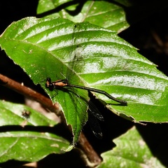 Austroargiolestes aureus