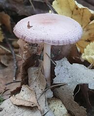 Mycena rosea