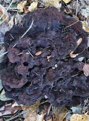 Phaeolus schweinitzii