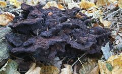 Phaeolus schweinitzii