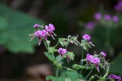 Pelargonium papilionaceum